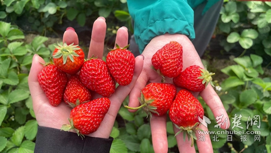 通羊鎮(zhèn)嶺下村：黨建引領聚合力 合作經營謀新篇3.jpg